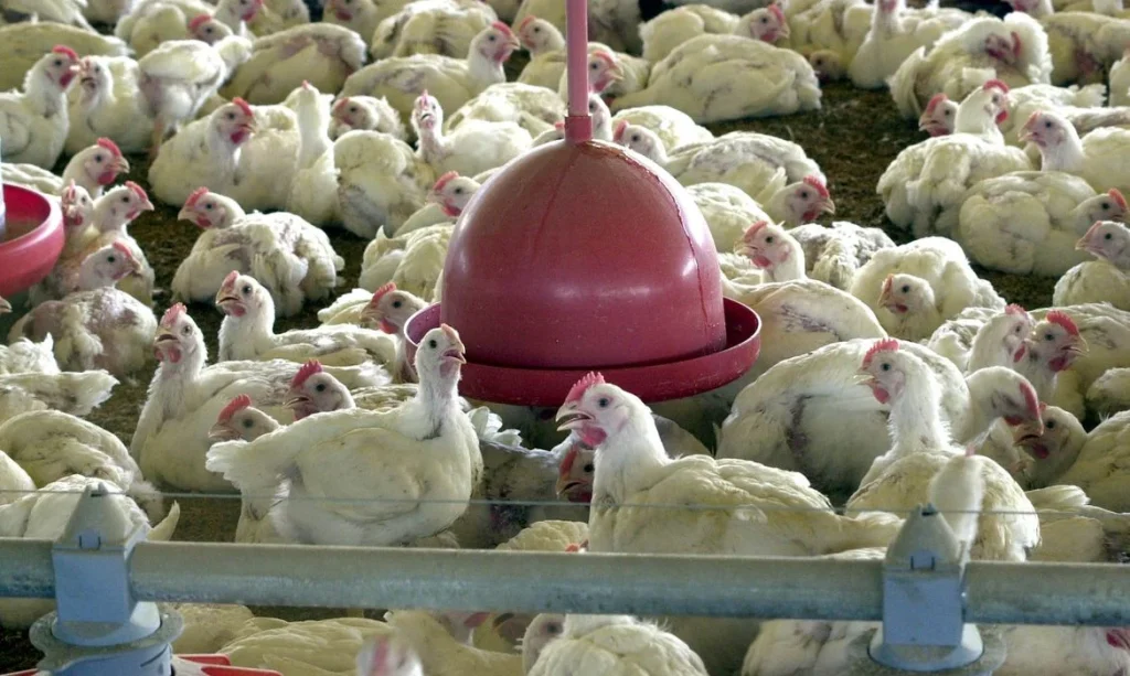 União Europeia Sinaliza Retomada da Compra de Frango e Mel do Brasil Após Auditoria Sanitária Positiva