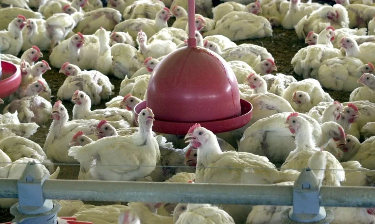 União Europeia Sinaliza Retomada da Compra de Frango e Mel do Brasil Após Auditoria Sanitária Positiva