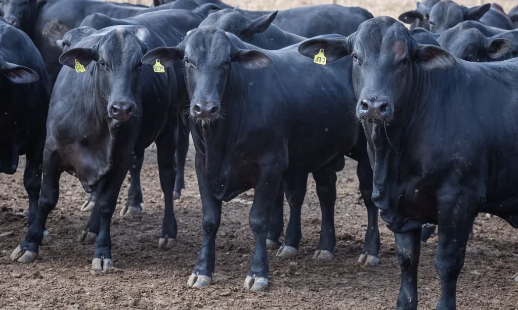 Superávit da Balança Comercial Dispara para US$ 7,7 Bilhões em Setembro: Exportações de Petróleo e Carne Bovino Lideram Alta