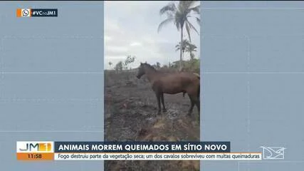 Tragédia em Sítio Novo: Incêndio criminoso suspeito mata 5 animais e deixa cavalo gravemente ferido no Alto Mearim