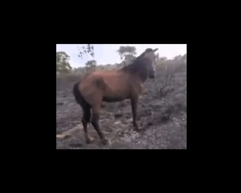 Incêndio em fazenda no Maranhão mata cinco cavalos e deixa outro com queimaduras graves, polícia civil investiga possível fogo provocado em Sítio Novo