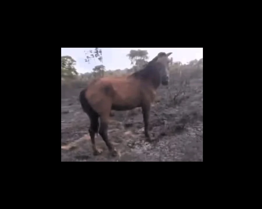 Incêndio em fazenda no Maranhão mata cinco cavalos e deixa outro com queimaduras graves, polícia civil investiga possível fogo provocado em Sítio Novo